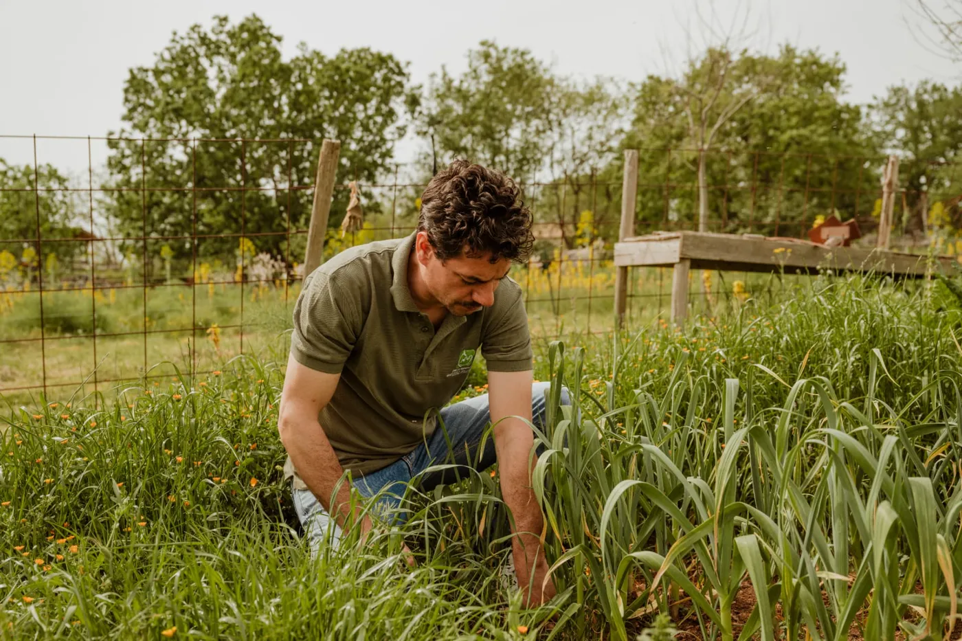 Agricoltore al lavoro nell’orto tra i porri in fiore