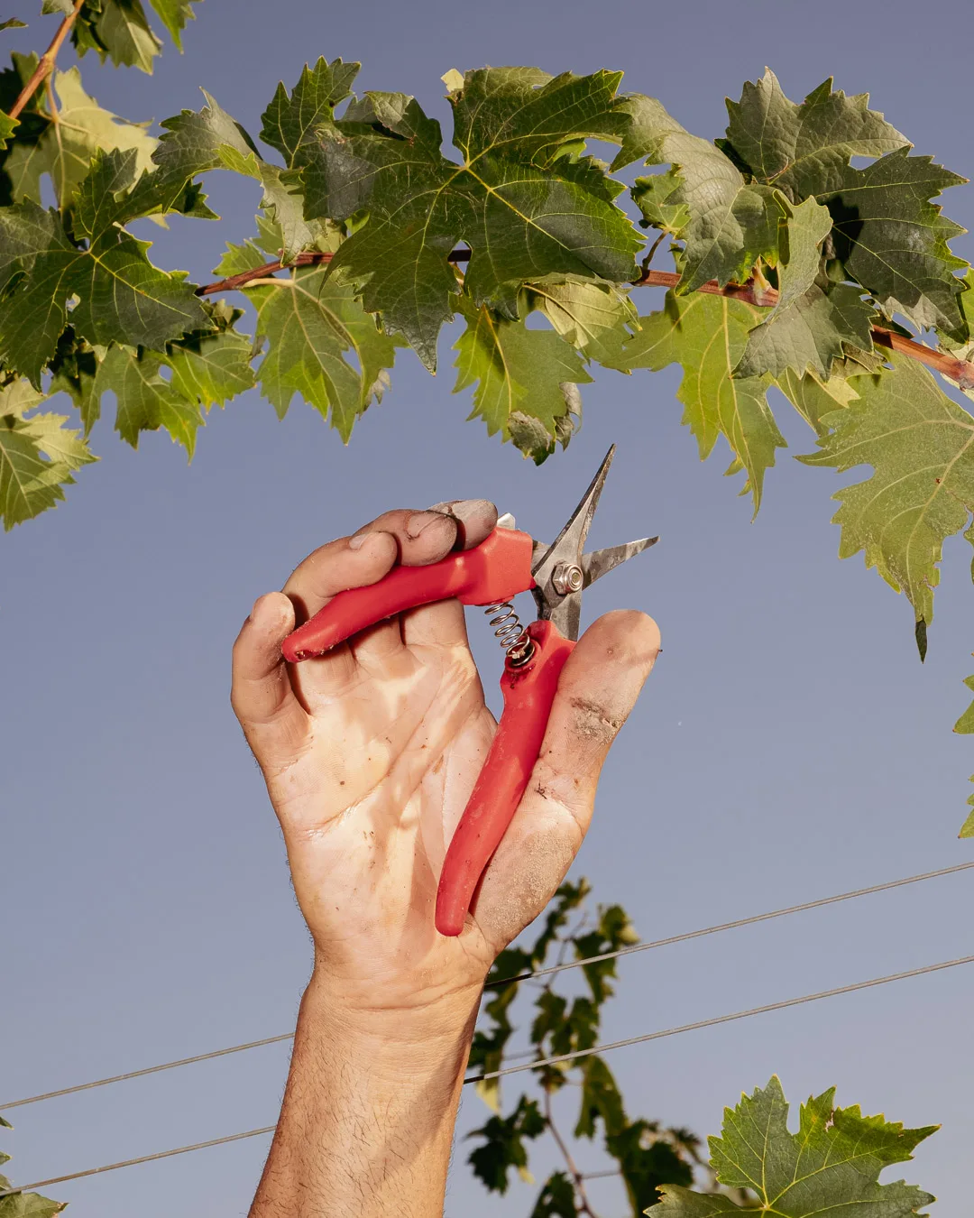 Mano con forbici da vendemmia sotto il pergolato