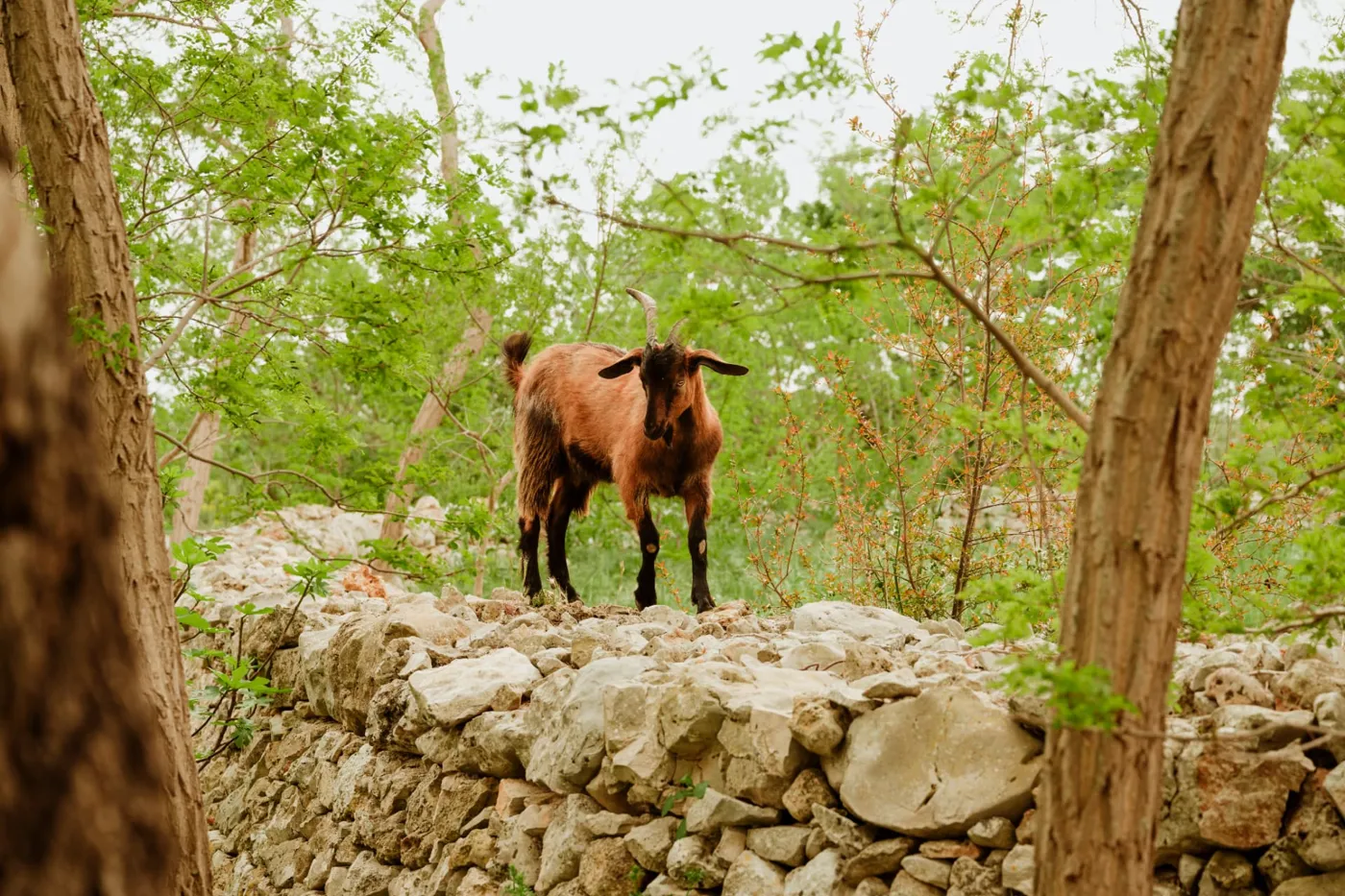Capra in equilibrio su un muretto a secco nel bosco
