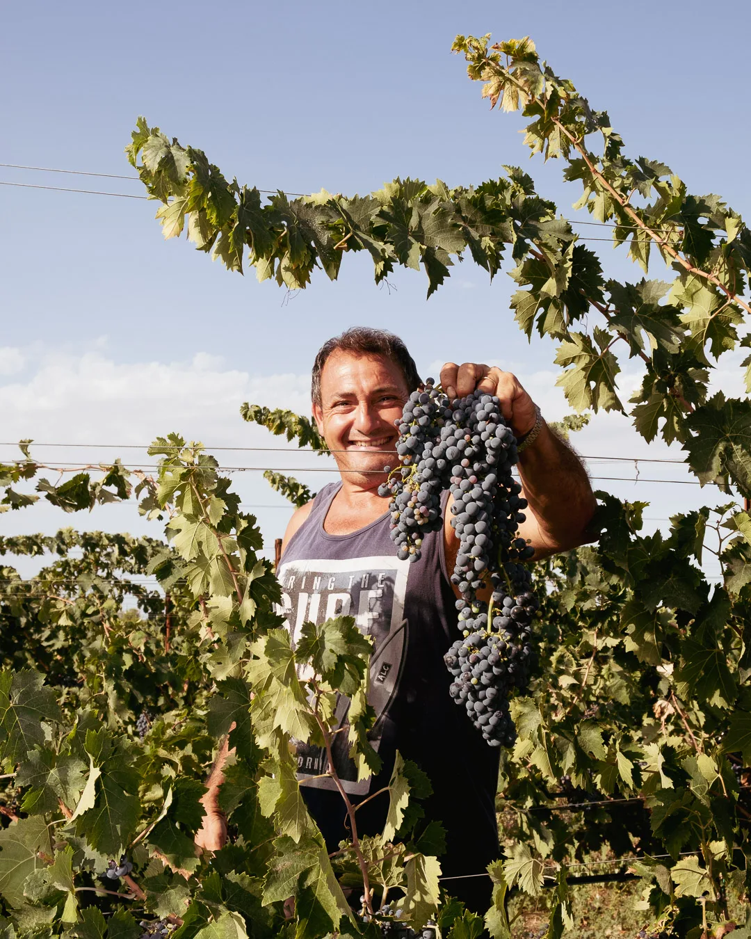 Viticoltore mostra un grappolo di uva nera tra le viti