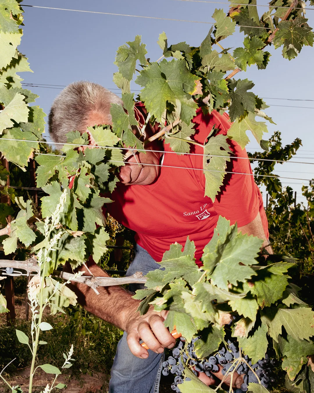 Raccolta manuale dei grappoli tra le foglie di vite