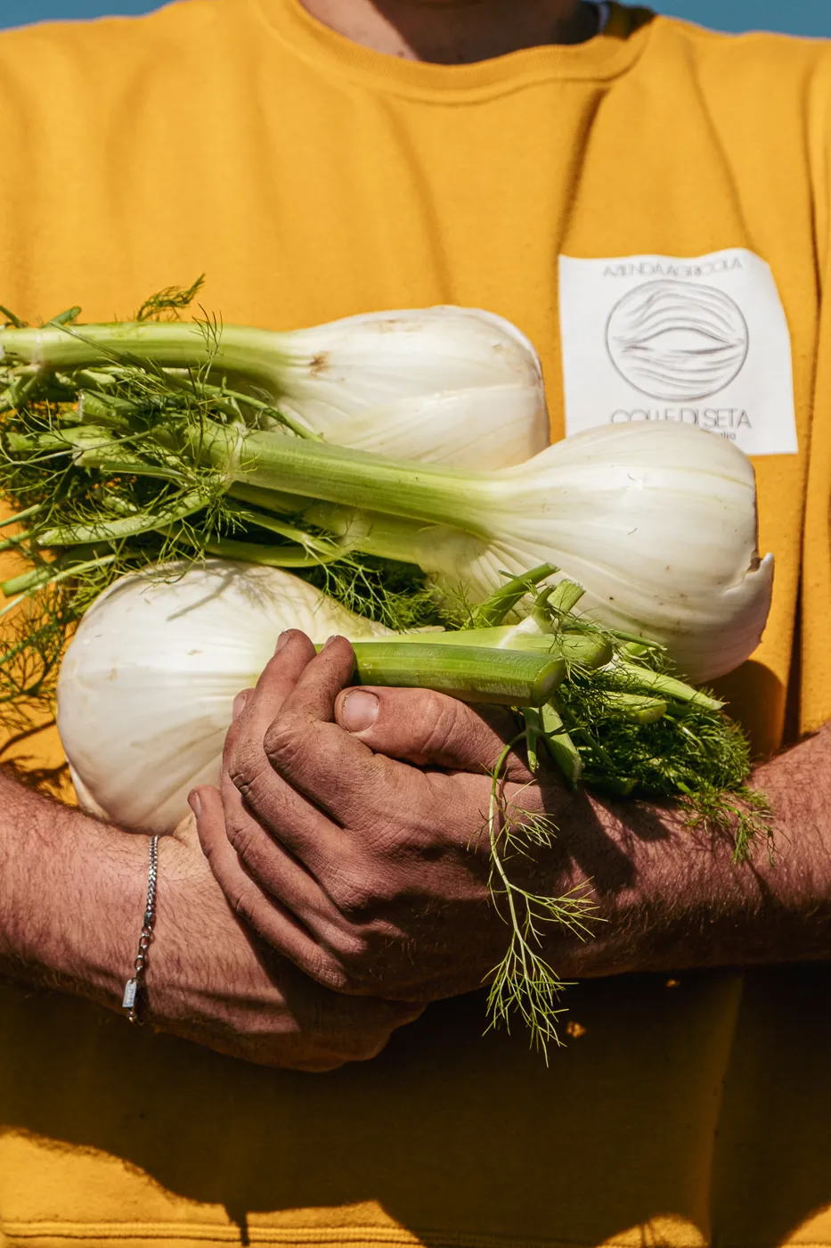 Finocchi appena raccolti tra le braccia del produttore