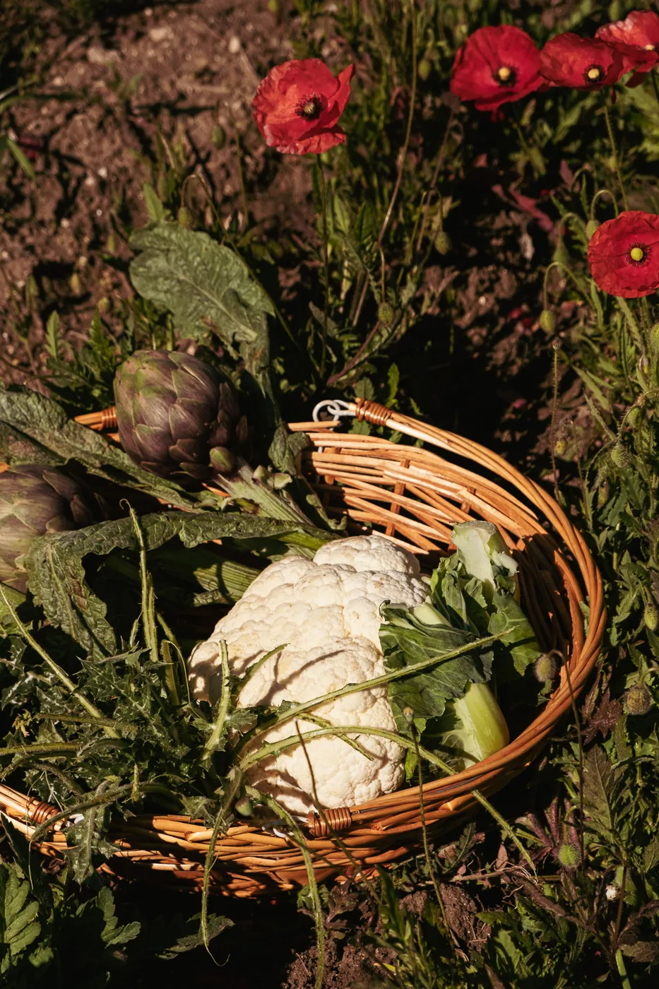 Cesto con carciofi e cavolfiore nel campo